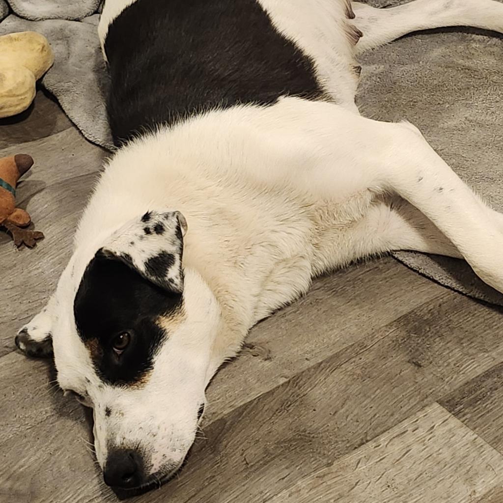 Topeka, an adoptable Mixed Breed in Big Lake, MN, 55309 | Photo Image 3