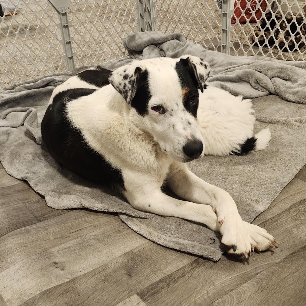 Topeka, an adoptable Mixed Breed in Big Lake, MN, 55309 | Photo Image 4