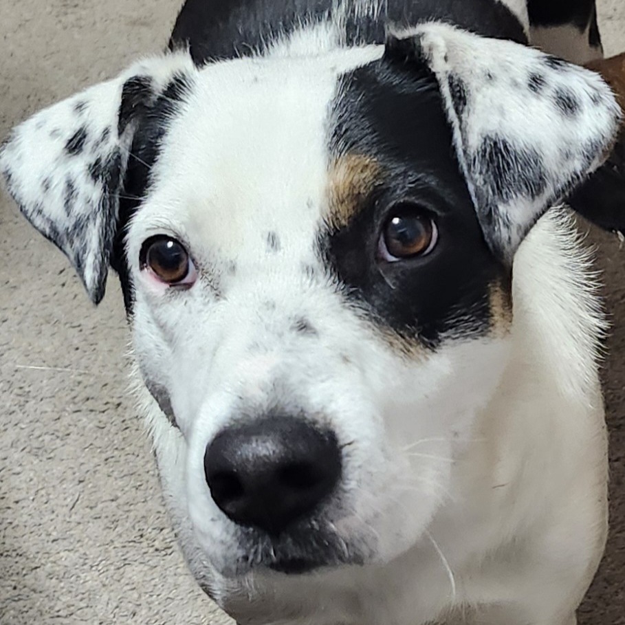 Topeka, an adoptable Mixed Breed in Big Lake, MN, 55309 | Photo Image 6
