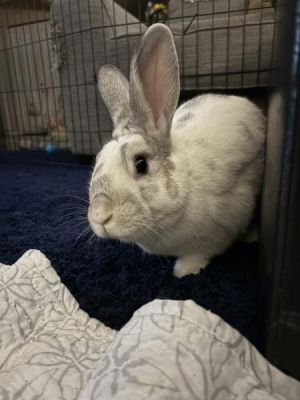Queen B, Adult Female Bunny Rabbit