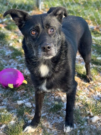 Kennedy, an adoptable Schipperke, Mixed Breed in Anderson, IN, 46011 | Photo Image 1