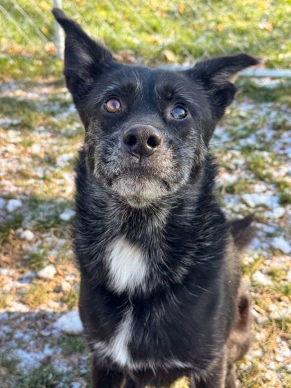 Kennedy, an adoptable Schipperke, Mixed Breed in Anderson, IN, 46011 | Photo Image 2