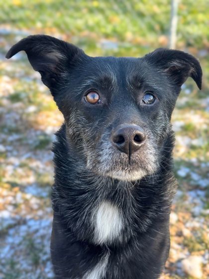 Kennedy, an adoptable Schipperke, Mixed Breed in Anderson, IN, 46011 | Photo Image 3