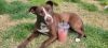 Cora photo 1
