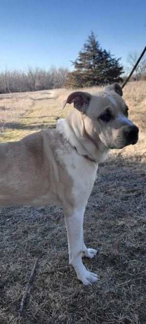Cooper, Young Male unknown