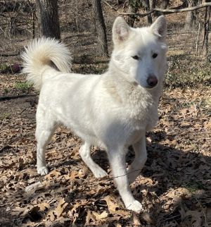 Leto, Adult Female unknown