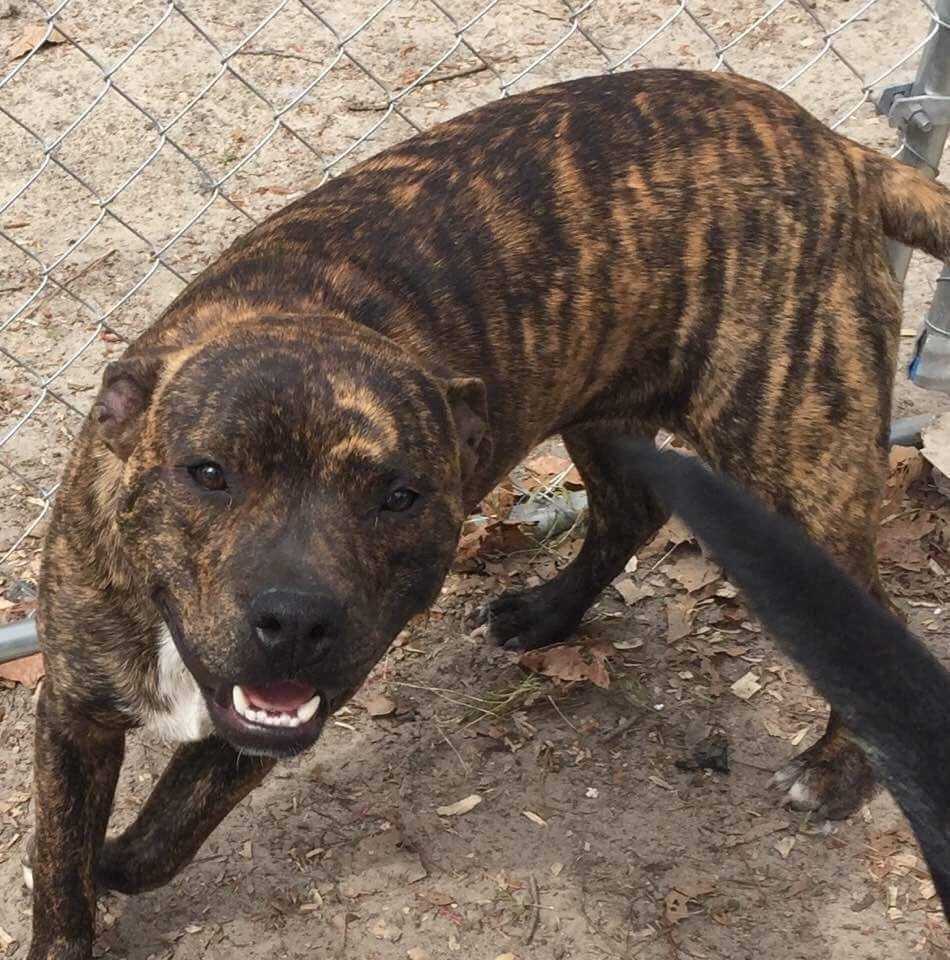 Axle