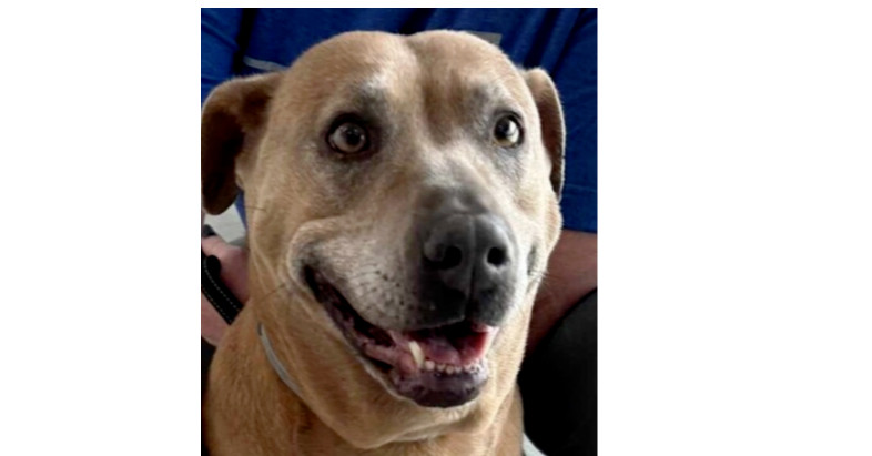 Princess, an adoptable Weimaraner, Mixed Breed in Ladson, SC, 29456 | Photo Image 1