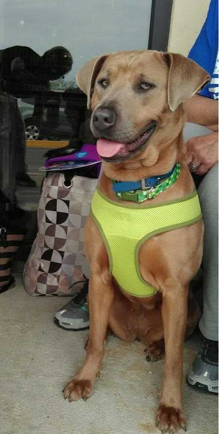 Princess, an adoptable Weimaraner, Mixed Breed in Ladson, SC, 29456 | Photo Image 2