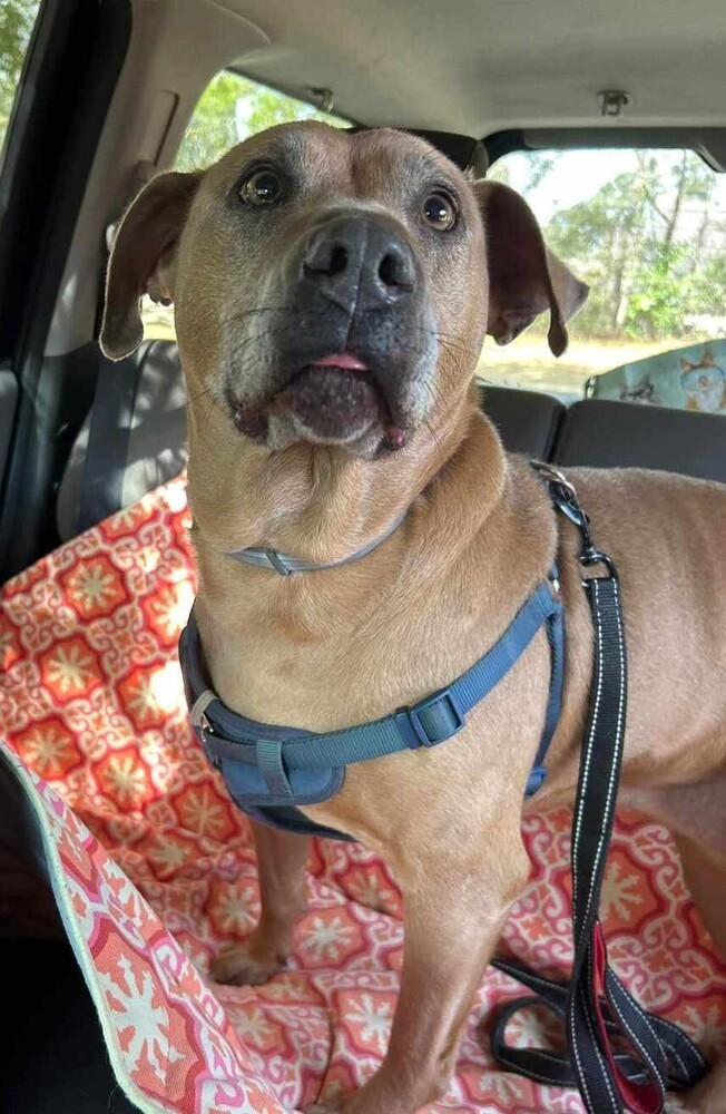 Princess, an adoptable Weimaraner, Mixed Breed in Ladson, SC, 29456 | Photo Image 3