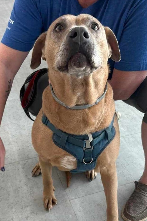 Princess, an adoptable Weimaraner, Mixed Breed in Ladson, SC, 29456 | Photo Image 4