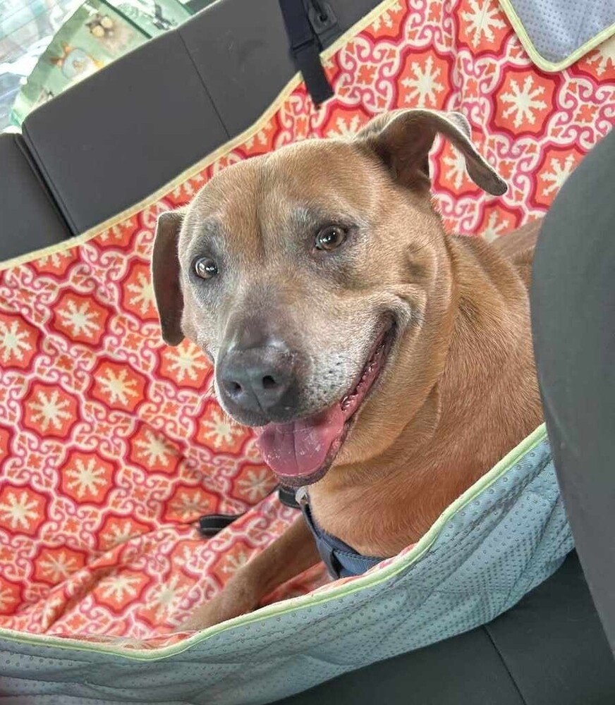 Princess, an adoptable Weimaraner, Mixed Breed in Ladson, SC, 29456 | Photo Image 5