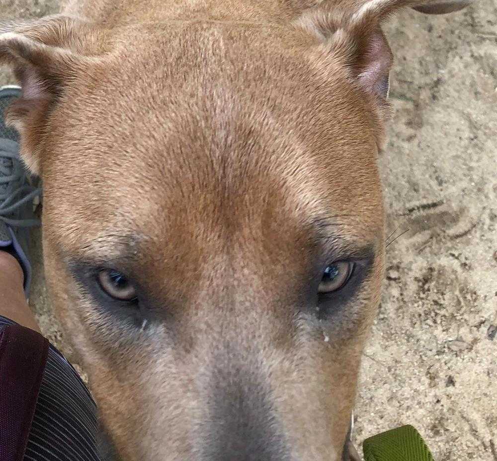 Princess, an adoptable Weimaraner, Mixed Breed in Ladson, SC, 29456 | Photo Image 6