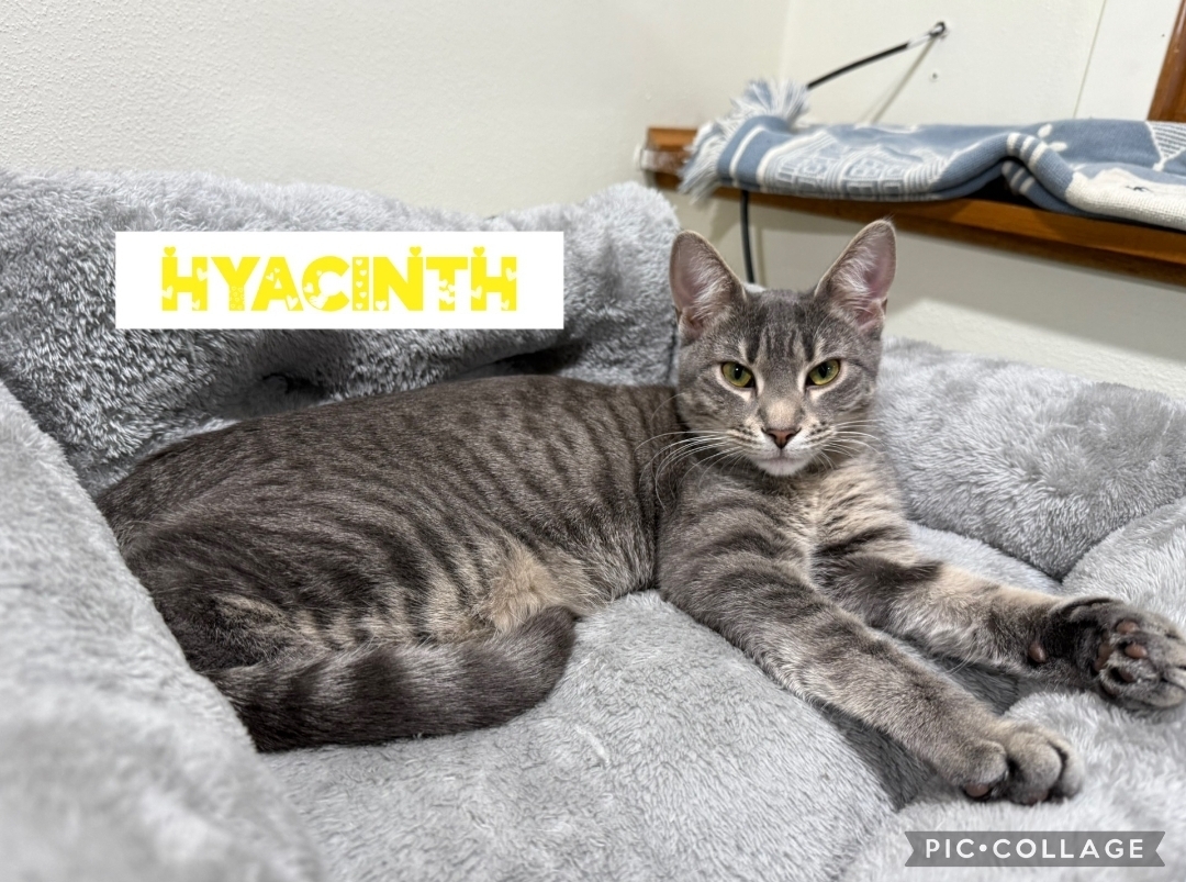 Hyacinth (bonded with Prudence)