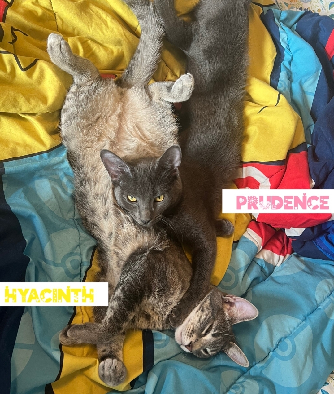 Hyacinth (bonded with Prudence)