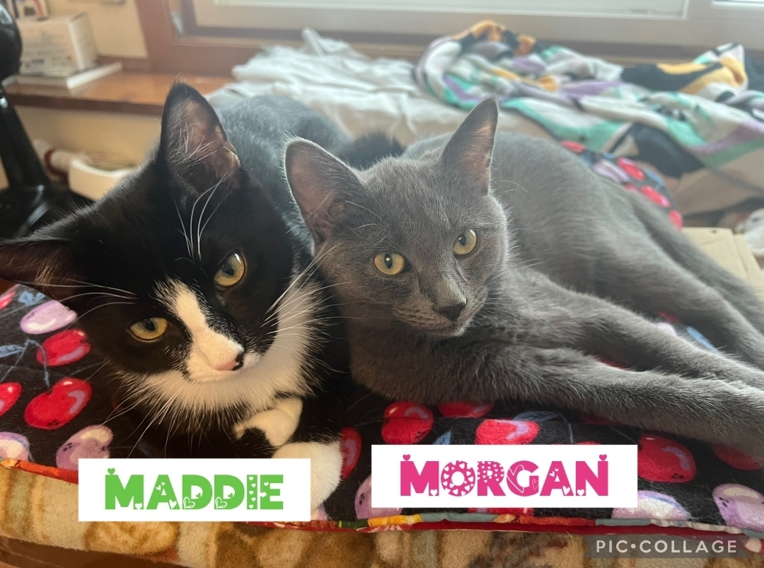Maddie, an adoptable Domestic Short Hair in Reeseville, WI, 53579 | Photo Image 3