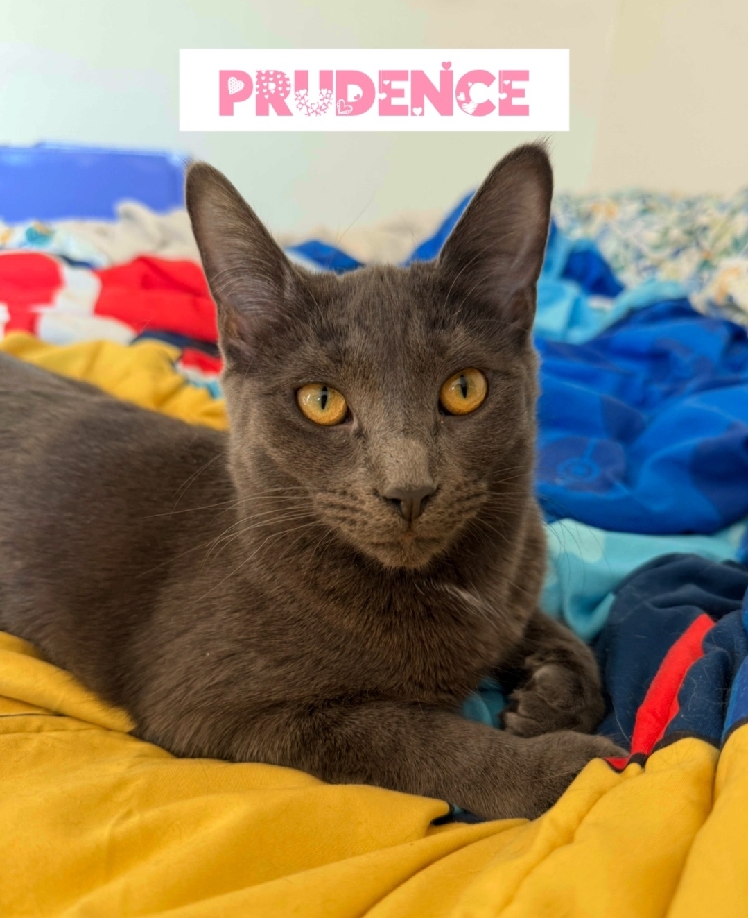 Prudence ( Bonded with Hyacinth)