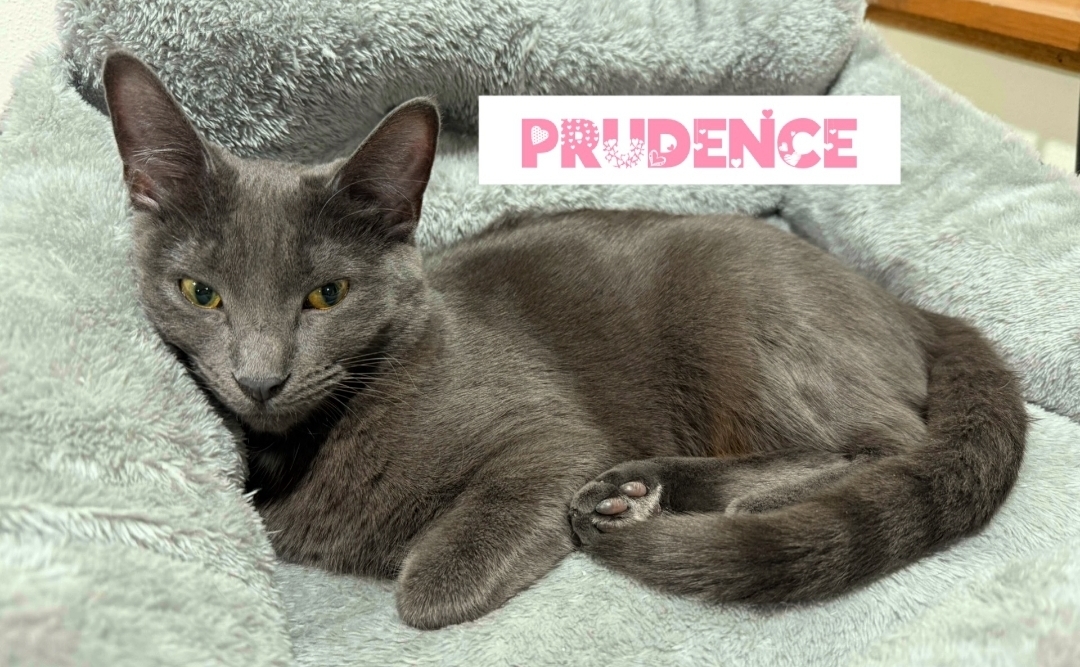 Prudence ( Bonded with Hyacinth)