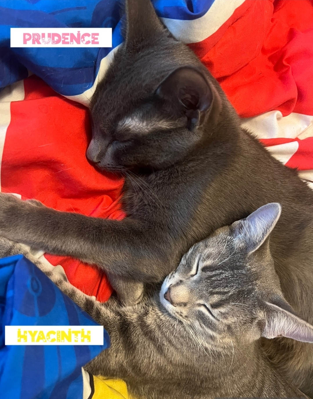 Prudence ( Bonded with Hyacinth)