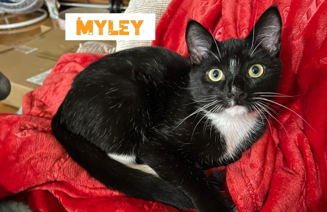 Myley, an adoptable Domestic Short Hair in Reeseville, WI, 53579 | Photo Image 2