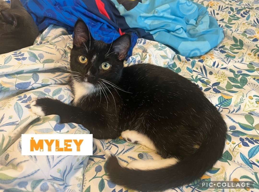Myley, an adoptable Domestic Short Hair in Reeseville, WI, 53579 | Photo Image 3