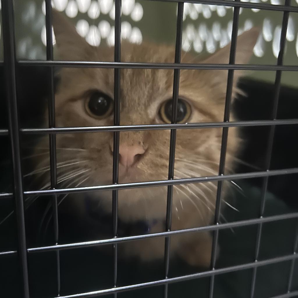 Cash, an adoptable Domestic Short Hair in Veneta, OR, 97487 | Photo Image 2