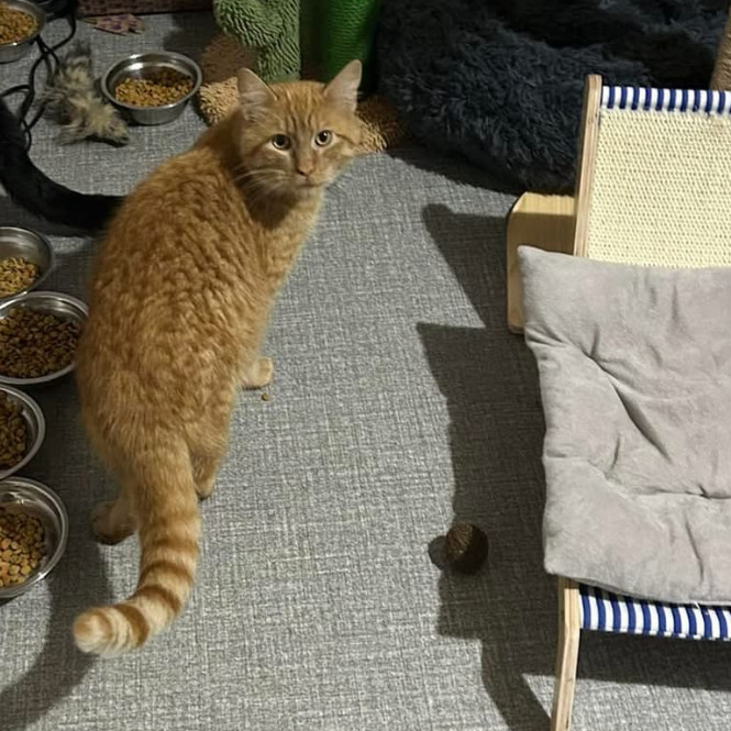 Cash, an adoptable Domestic Short Hair in Veneta, OR, 97487 | Photo Image 3