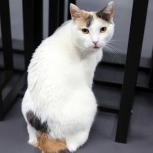Opaline is a friendly engaged dilute calico kitty with the most beautiful golde