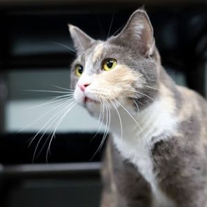 Garnet is a sweet soft silky dilute calico with goldenrod eyes an affectionat