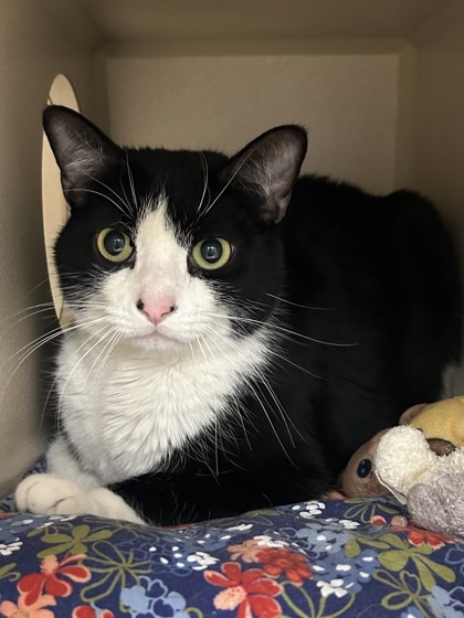 Oreo, an adoptable Domestic Short Hair in Durango, CO, 81301 | Photo Image 1