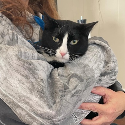 Binx, an adoptable Domestic Short Hair in Neenah, WI, 54956 | Photo Image 1