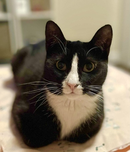 Binx, an adoptable Domestic Short Hair in Neenah, WI, 54956 | Photo Image 1