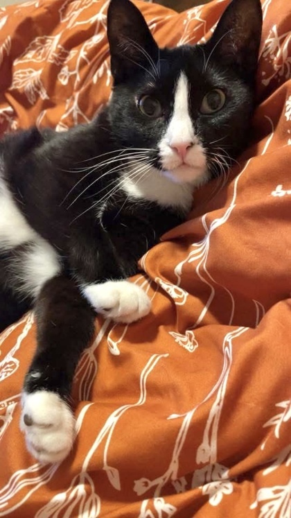 Binx, an adoptable Domestic Short Hair in Neenah, WI, 54956 | Photo Image 2