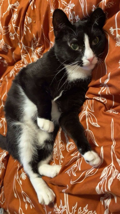 Binx, an adoptable Domestic Short Hair in Neenah, WI, 54956 | Photo Image 3