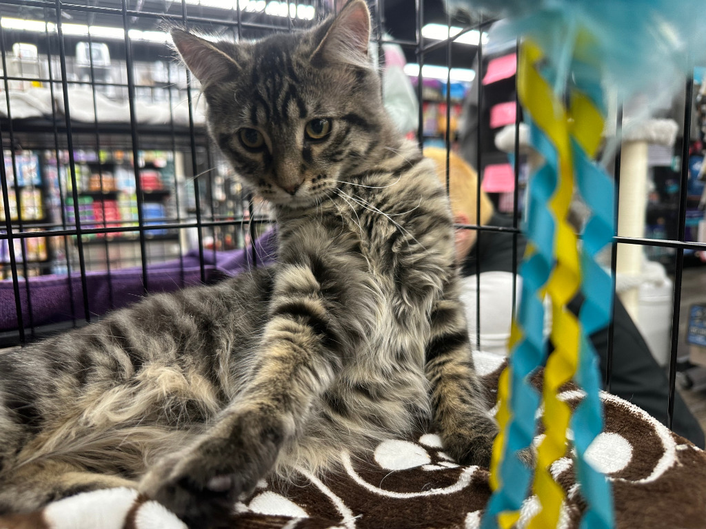 Norman, an adoptable Domestic Medium Hair in Calgary, AB, T3S 0C5 | Photo Image 1
