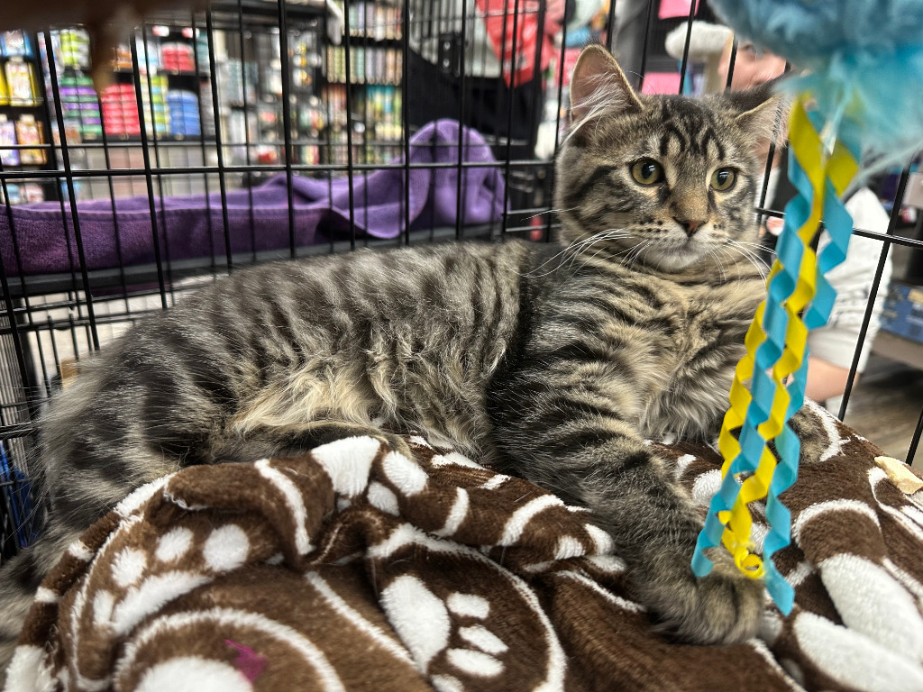 Norman, an adoptable Domestic Medium Hair in Calgary, AB, T3S 0C5 | Photo Image 4