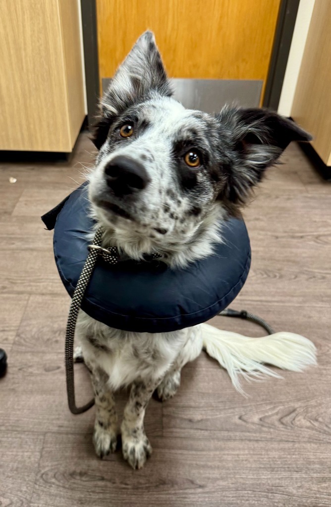 Jangle, an adoptable Australian Cattle Dog / Blue Heeler in Gillette, WY, 82716 | Photo Image 1