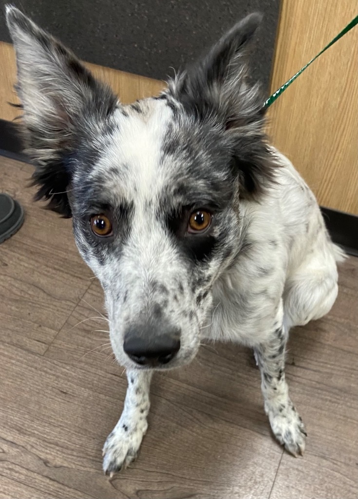 Jangle, an adoptable Australian Cattle Dog / Blue Heeler in Gillette, WY, 82716 | Photo Image 2