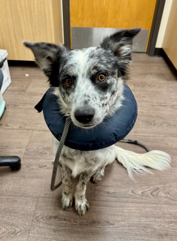 Jangle, an adoptable Australian Cattle Dog / Blue Heeler in Gillette, WY, 82716 | Photo Image 3