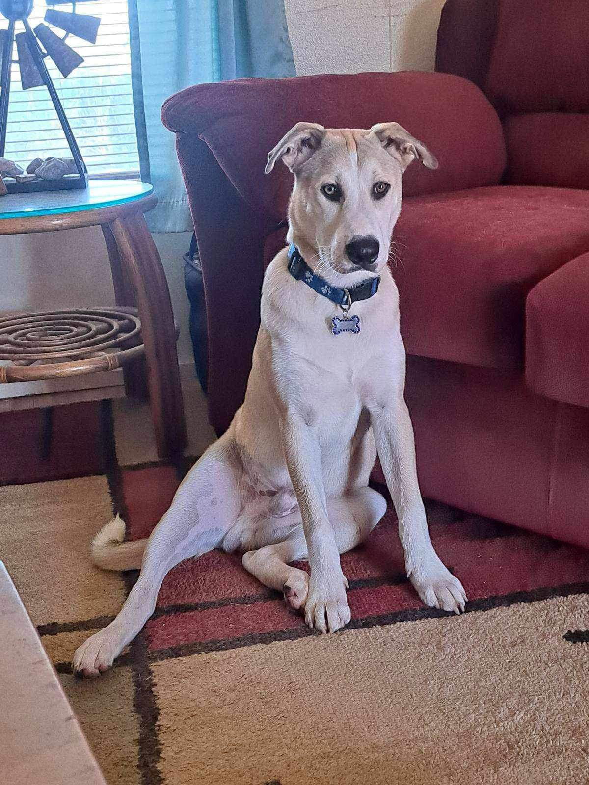 Charlie, an adoptable Siberian Husky, Labrador Retriever in Cedar Crest, NM, 87008 | Photo Image 2