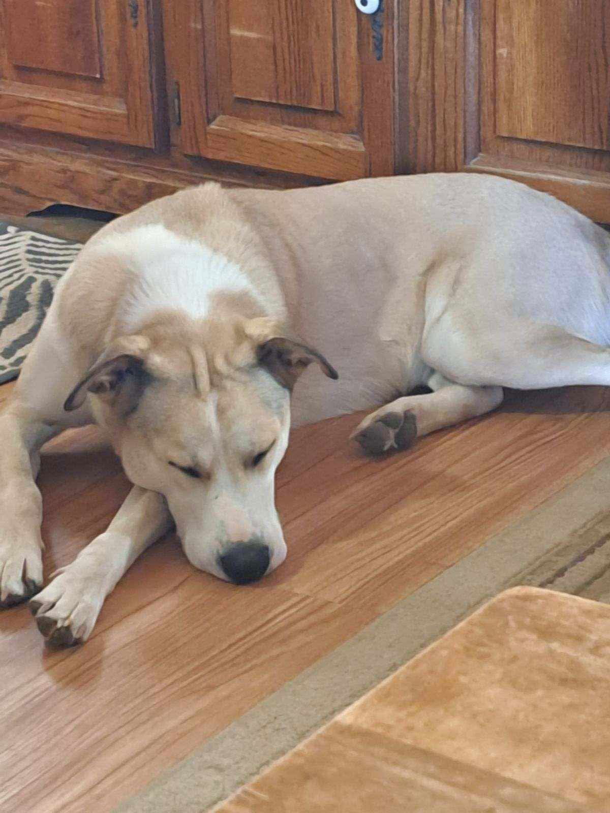 Charlie, an adoptable Siberian Husky, Labrador Retriever in Cedar Crest, NM, 87008 | Photo Image 3