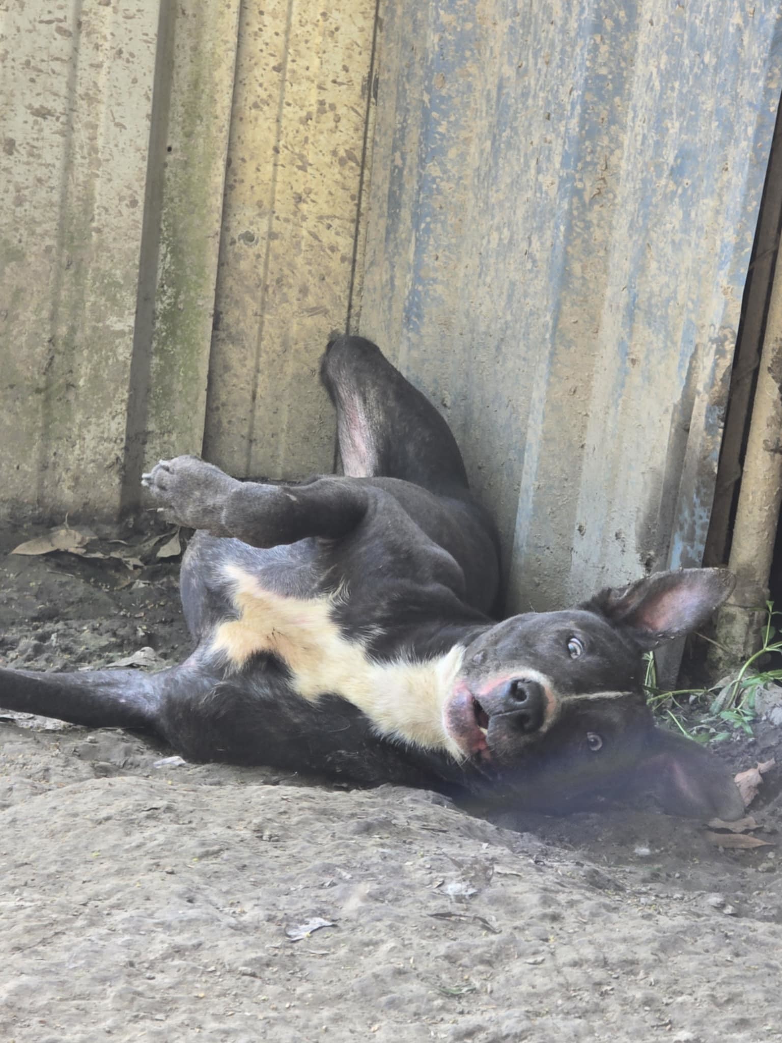 Blue - I've got potential!