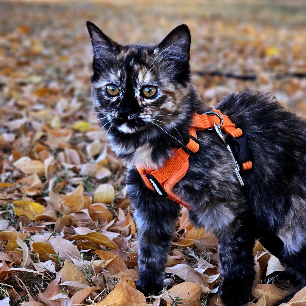 Truffles, an adoptable Domestic Short Hair in Phoenix, AZ, 85086 | Photo Image 1