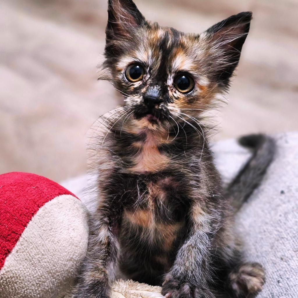 Truffles, an adoptable Domestic Short Hair in Phoenix, AZ, 85086 | Photo Image 2