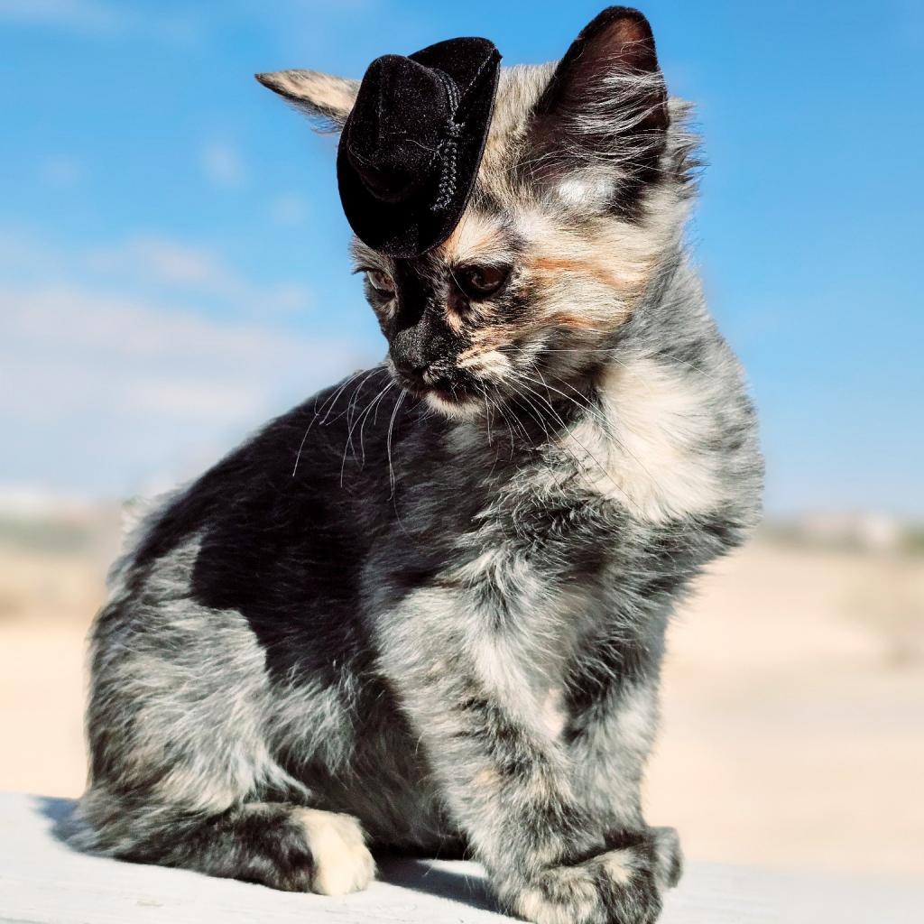 Truffles, an adoptable Domestic Short Hair in Phoenix, AZ, 85086 | Photo Image 3