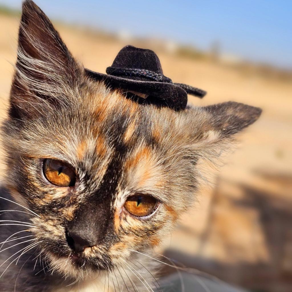 Truffles, an adoptable Domestic Short Hair in Phoenix, AZ, 85086 | Photo Image 4
