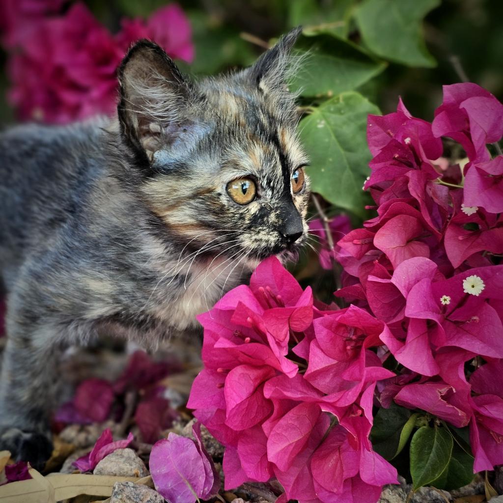 Truffles, an adoptable Domestic Short Hair in Phoenix, AZ, 85086 | Photo Image 5