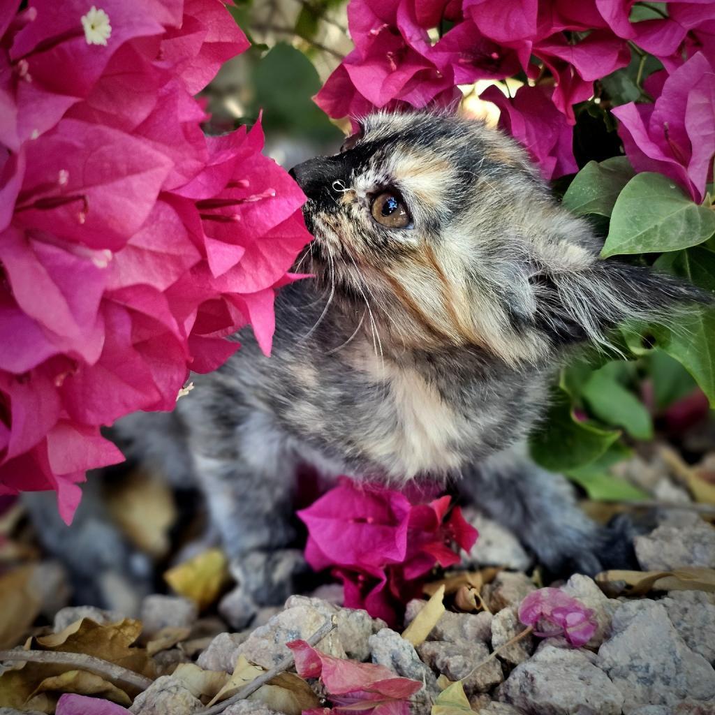 Truffles, an adoptable Domestic Short Hair in Phoenix, AZ, 85086 | Photo Image 6