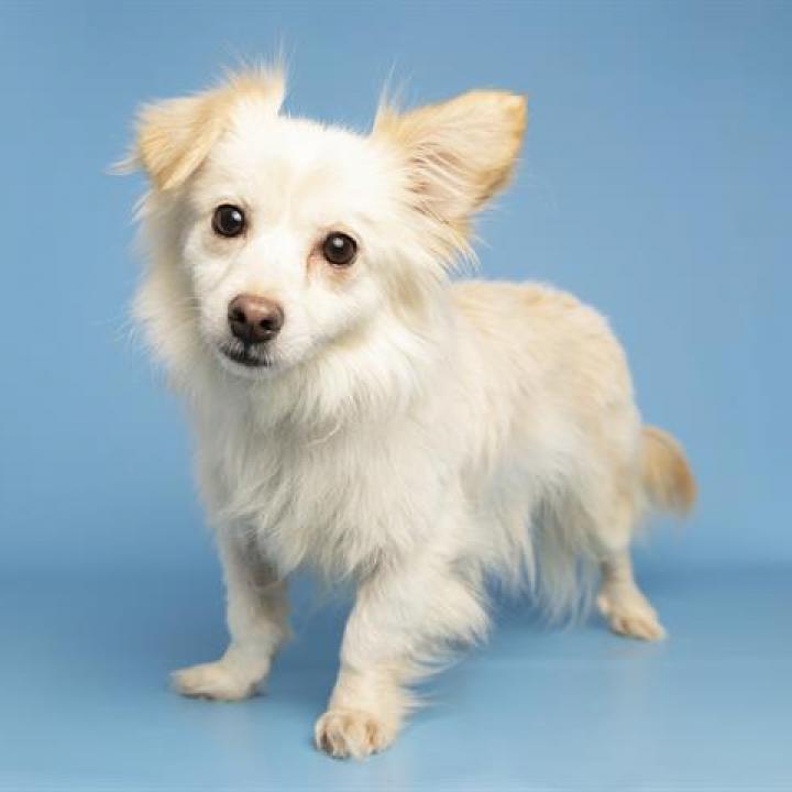 Sapphire, an adoptable Chihuahua, Pomeranian in Phoenix, AZ, 85086 | Photo Image 1