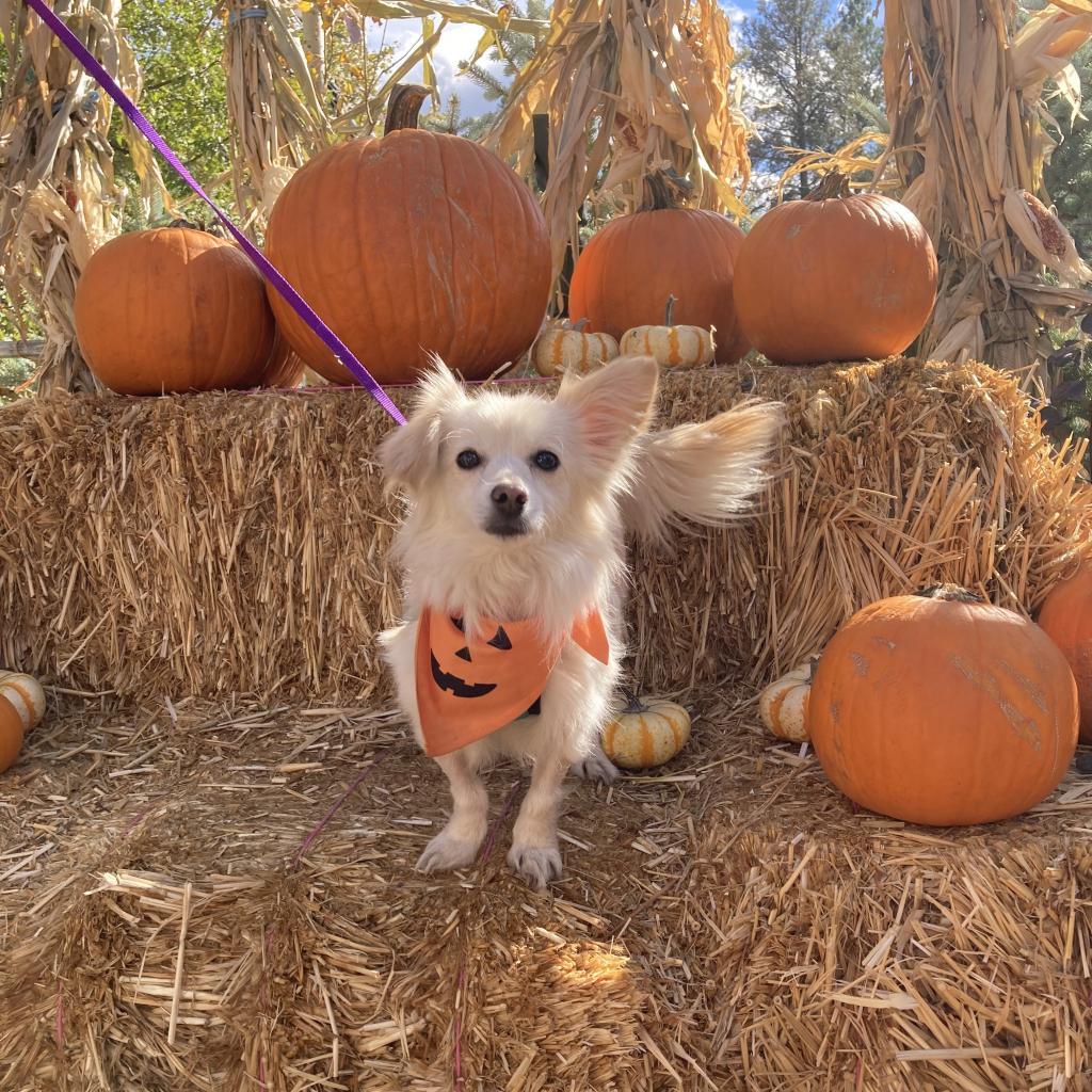 Sapphire, an adoptable Chihuahua, Pomeranian in Phoenix, AZ, 85086 | Photo Image 2